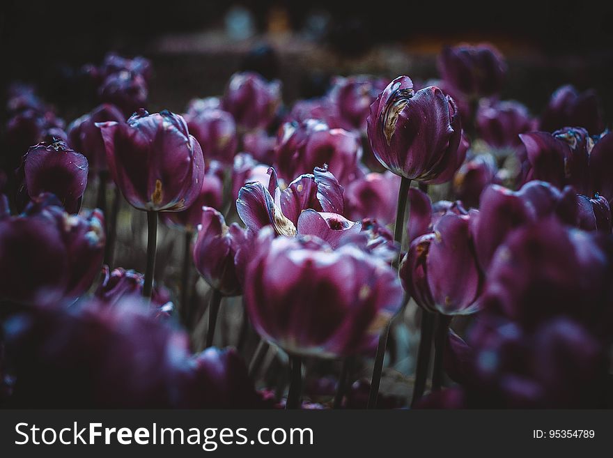 A field of purple tulips.