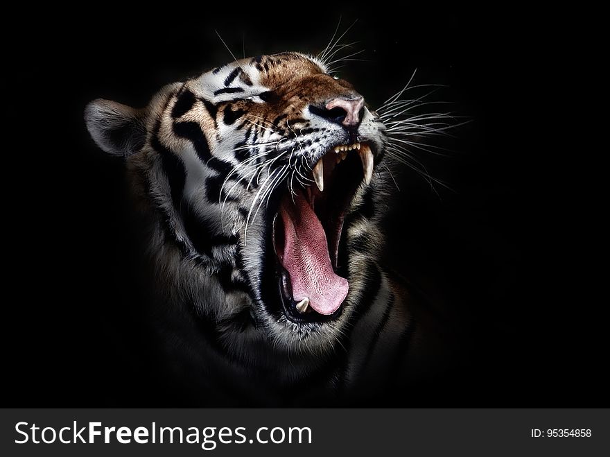 Photo Of A Tiger Roaring