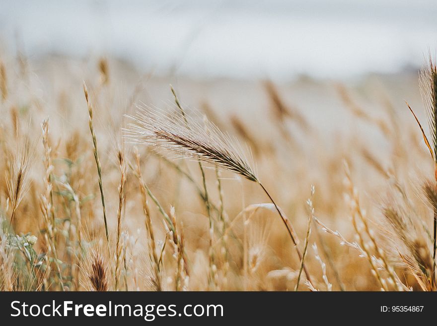 Ears of wheat in field with weeds.