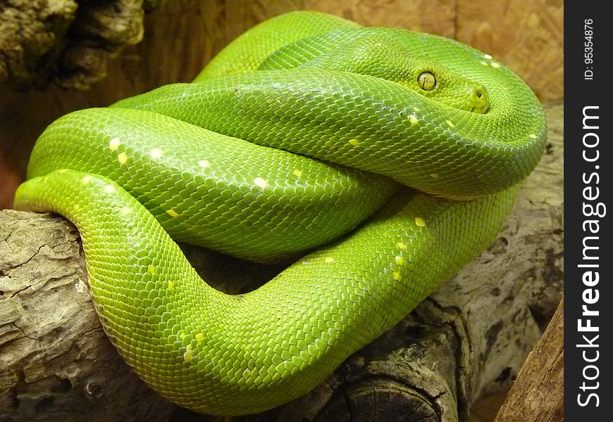 A green snake coiled up on a tree branch.