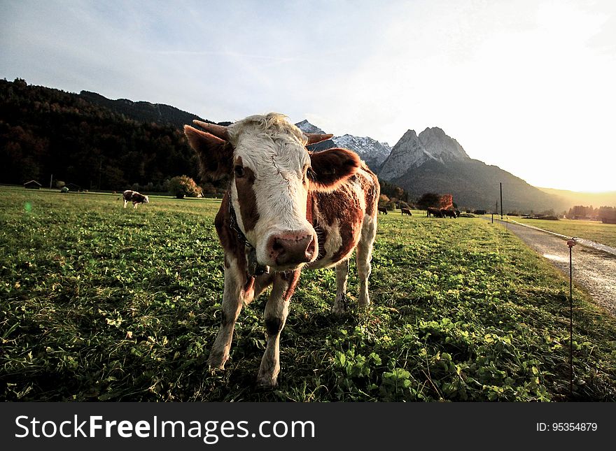 A young cow on a mountain pasture. A young cow on a mountain pasture.