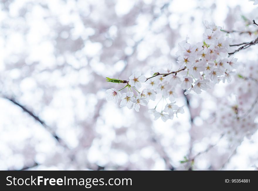 A blossoming fruit tree in the spring.