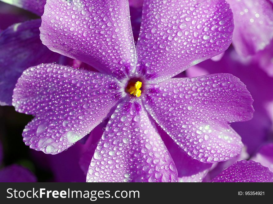 A violet flower with water drops on the petals.