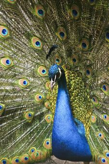 Paradise Bird Peacock Stock Photography