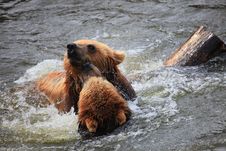 Kodiak Bear Stock Images