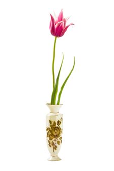 Red Tulip In Vase Stock Photo