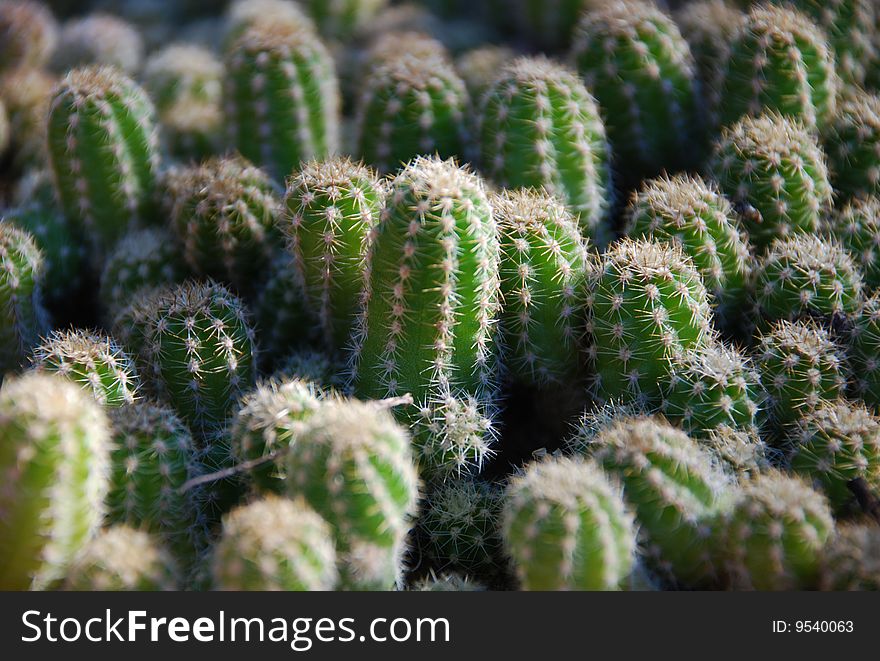 Many little cactus which forms a cactus pad.