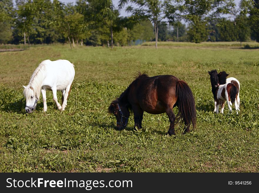 Ponies with young ponies in the willow