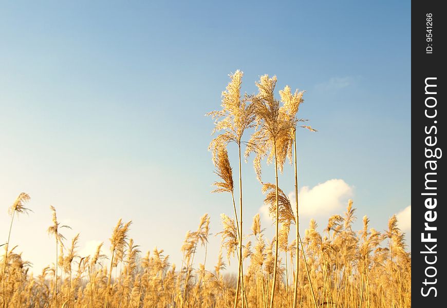 Reed with clear blue sky