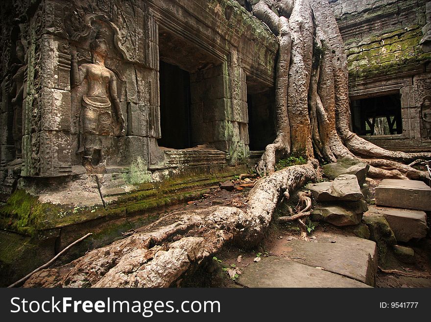 Tree Swallowing Ancient Ruins of Angkor Wat Cambodia. Tree Swallowing Ancient Ruins of Angkor Wat Cambodia