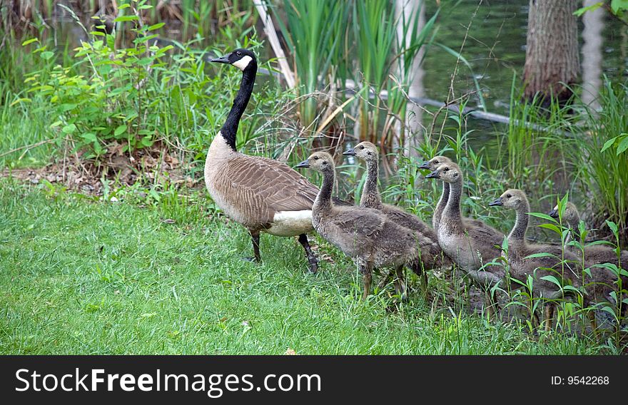 Goslings follow their parent out of a Maryland wetland area. Goslings follow their parent out of a Maryland wetland area.