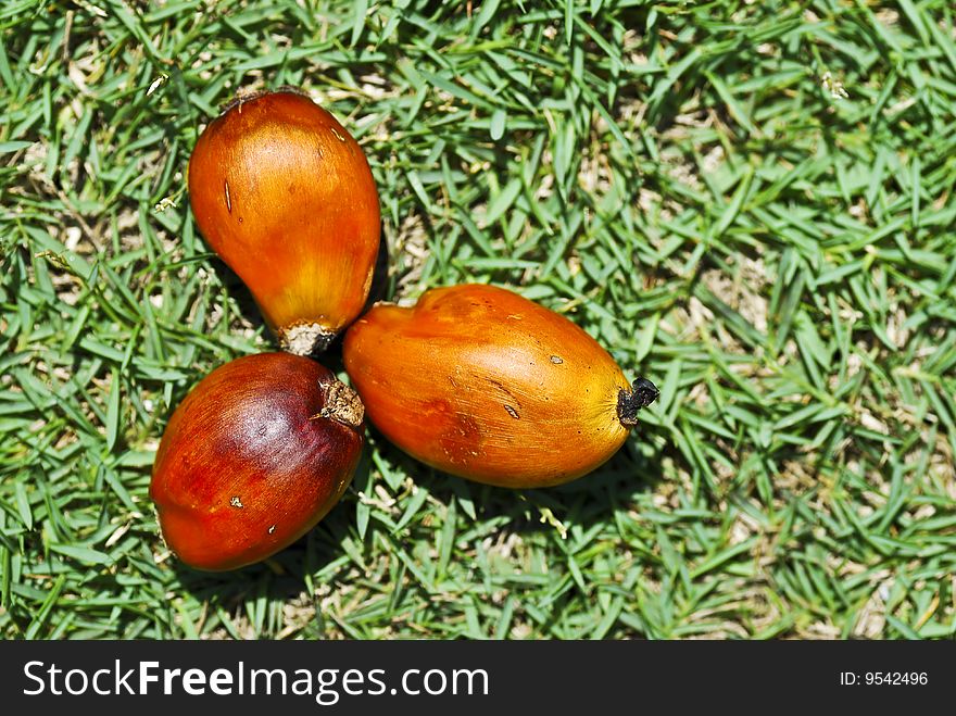 Oil Palm Seed on green field. Oil Palm Seed on green field