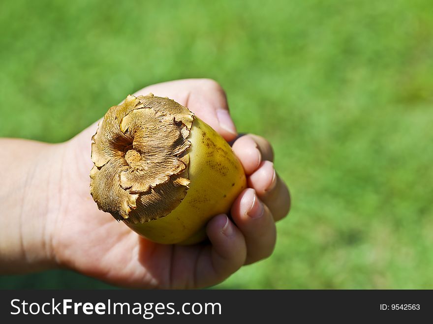 Kid Holding Coconut Seed