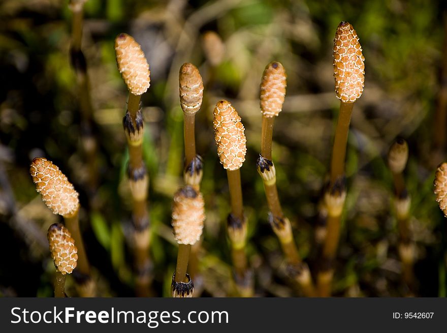 Fertile stems bear spore producing cones. Fertile stems bear spore producing cones