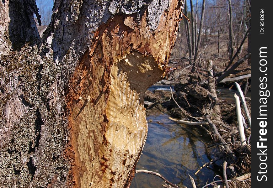 Tree Trunk Damaged By Beaver