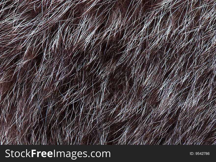 Animal closeup fur texture background