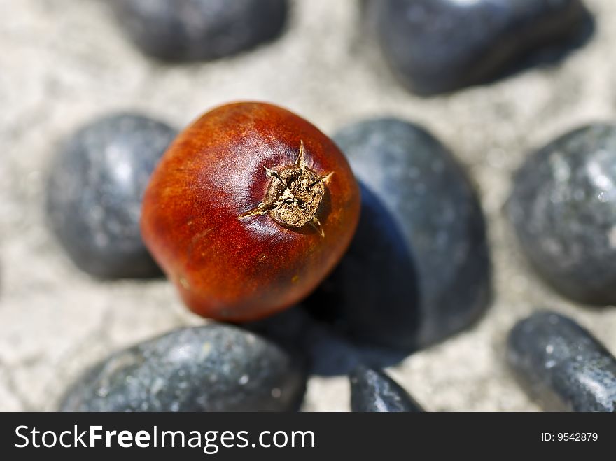 Isolated Oil Palm Seed with black rocks. Isolated Oil Palm Seed with black rocks