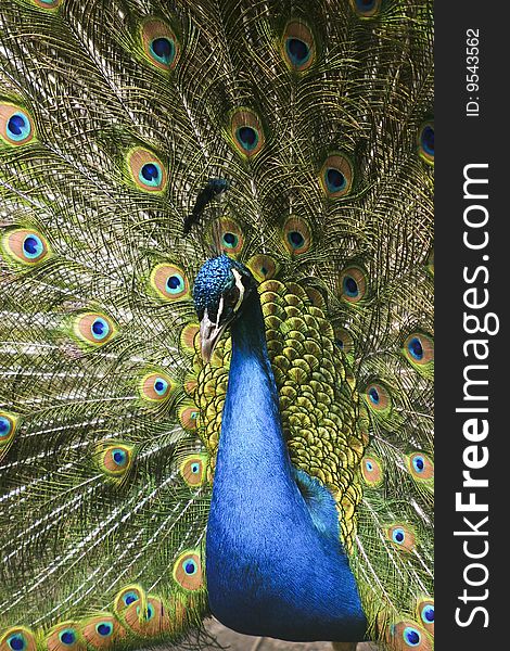 A picture of a paradise bird  peacock flaunting its iridescent colorful train and plumage. A picture of a paradise bird  peacock flaunting its iridescent colorful train and plumage