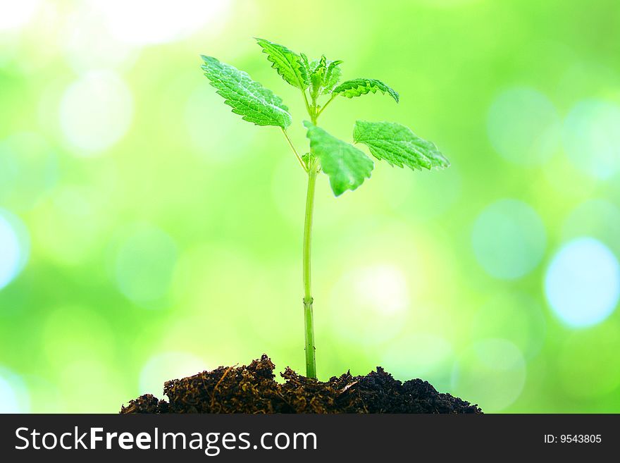 Green plant with abstrakt background. Green plant with abstrakt background