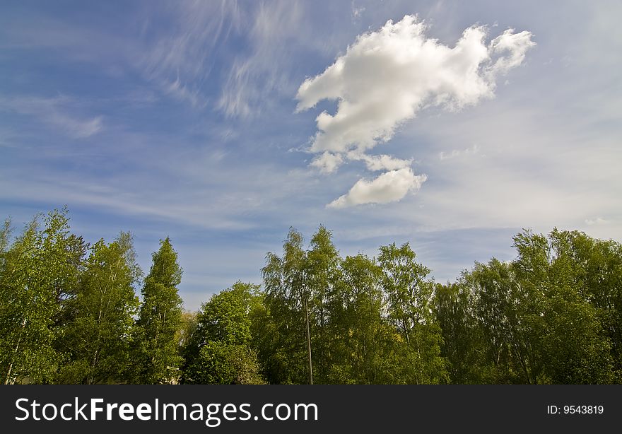 Upward view of a forest area with blue sky background.  . Upward view of a forest area with blue sky background.