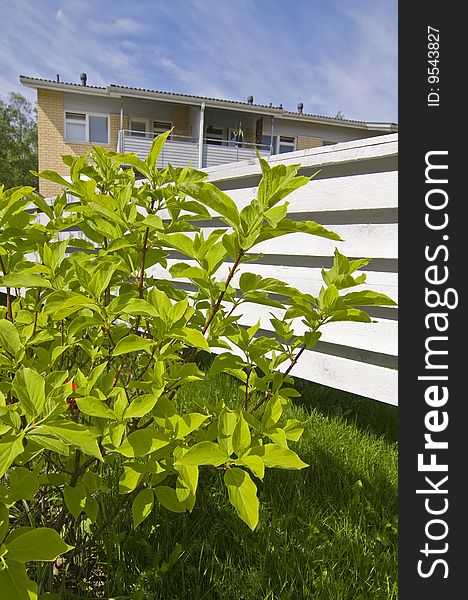 Green plant in backyard of rowhouse.