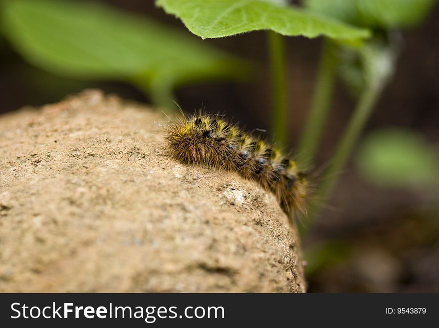 Tent Caterpillar (Washington State)