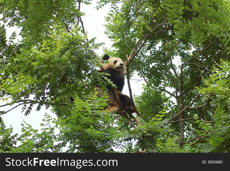 An amazing Giant Panda keeps watch from a tree. An amazing Giant Panda keeps watch from a tree
