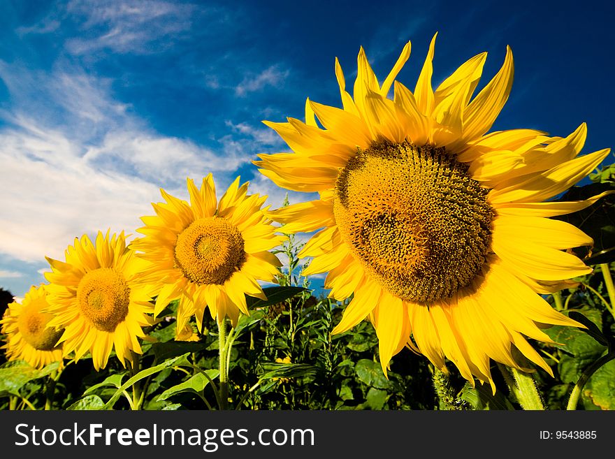 A picture of gold sunflowers on a background of the blue sky