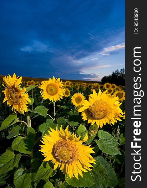 Gold Sunflowers On A Background Of The Blue Sky