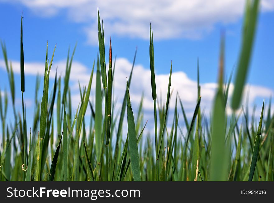 Green grass and the blue sky. Green grass and the blue sky