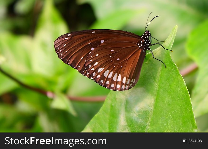 A black butterfly photographed in London Zoo