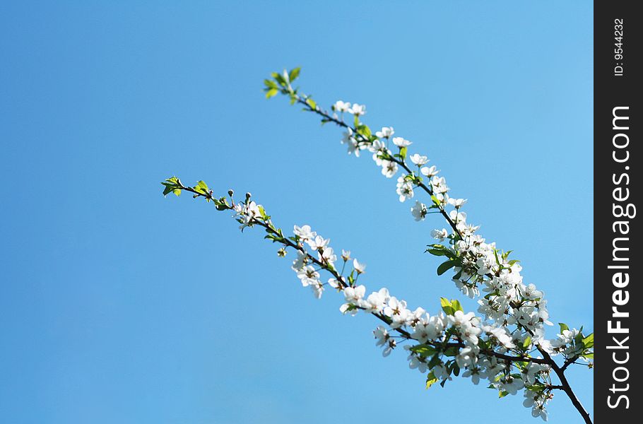 White cherry flowers