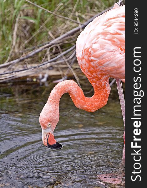 Wild Animal Flamingo