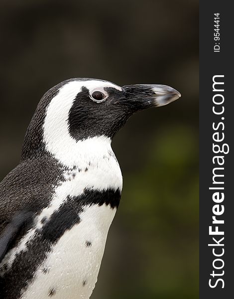 Close-up of African Penguin - Spheniscus demersus