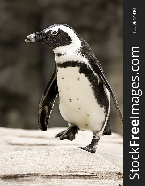 Close-up Of African Penguin Walking