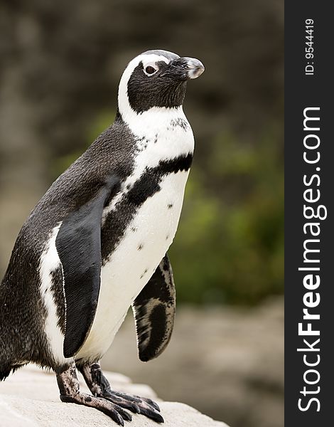 Close-up of African Penguin