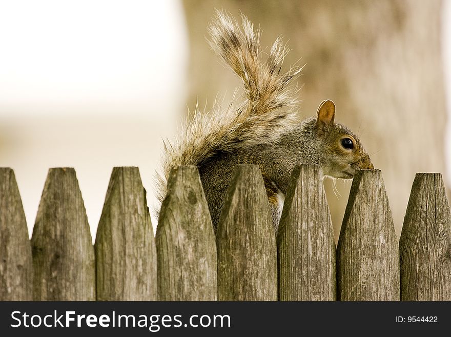 Squirrel Hiding Behind Wooden Fence. Squirrel Hiding Behind Wooden Fence