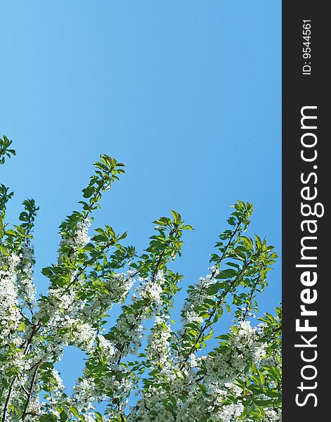 Flowering cherry tree branch close-up on a background of blue sky. Flowering cherry tree branch close-up on a background of blue sky