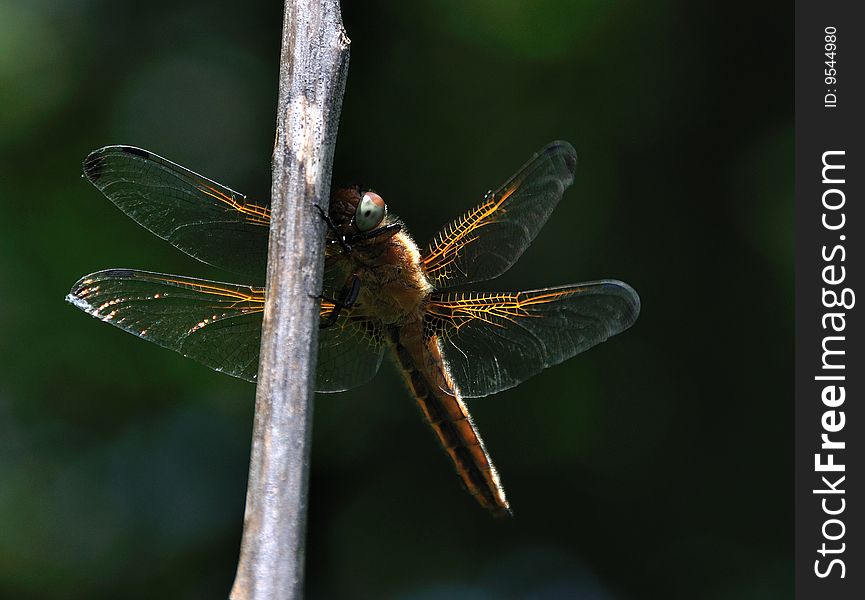 The dragonfly covered by a solar beam