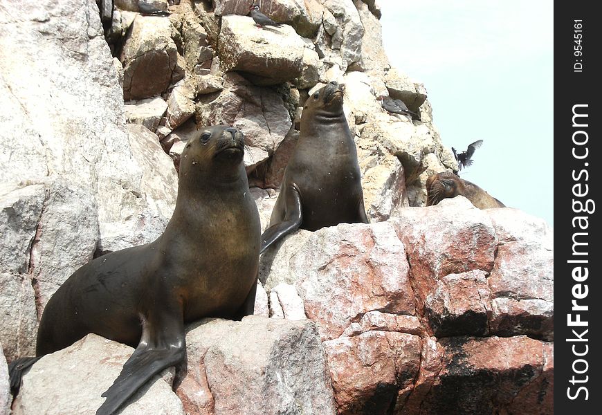 Seal photo taken on the south american coastline