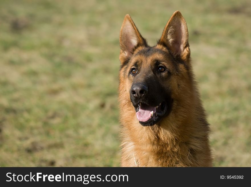 Moscow sheepdog portrait on green background. Moscow sheepdog portrait on green background.