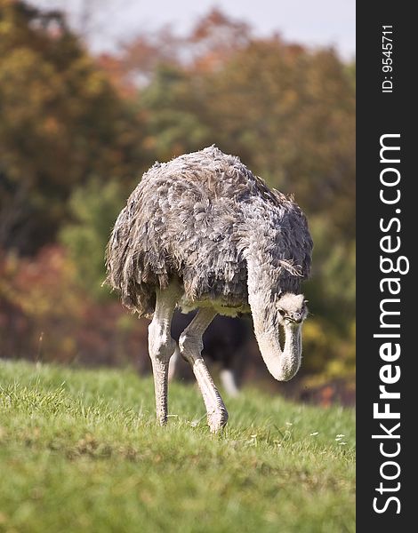 Ostrich In A Grass
