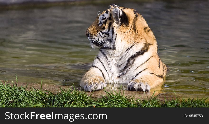 Photo of the siberian tiger