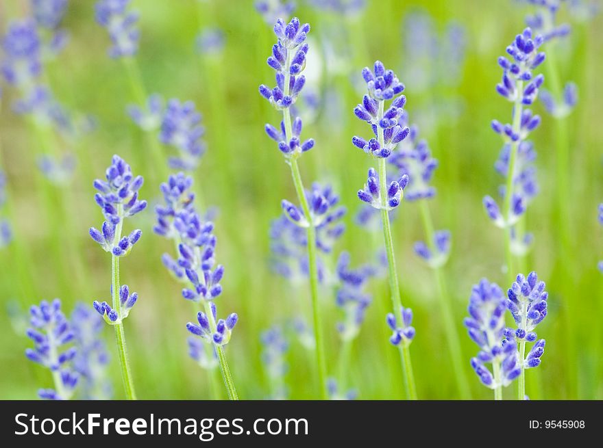 Fresh blossoming lavender with blur green background