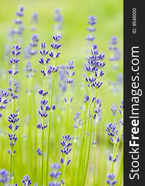 Fresh blossoming lavender with blur green background