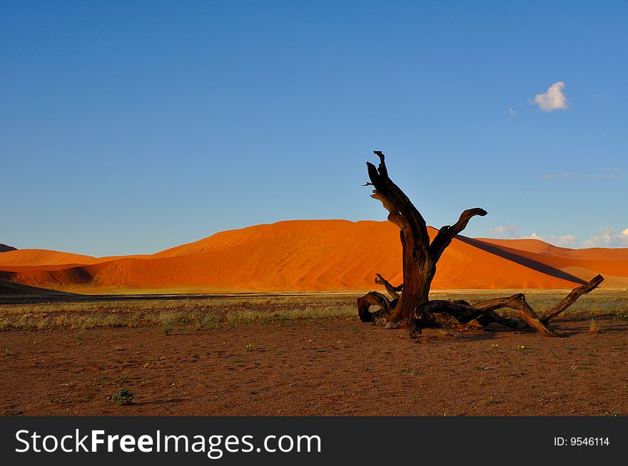 Dead tree in the namib desert. Dead tree in the namib desert