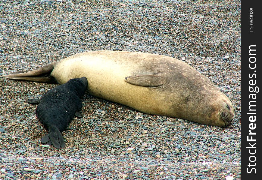 Sea elephant with a cub, Peninsula Valdes, Argentina. Sea elephant with a cub, Peninsula Valdes, Argentina