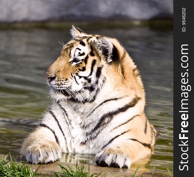 Photo of the beautiful siberian tiger