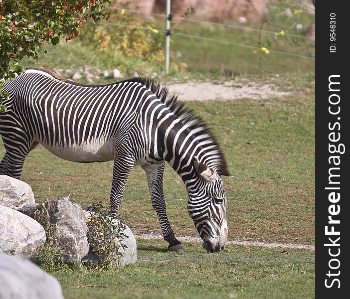 Photo of the zebra in the zoo