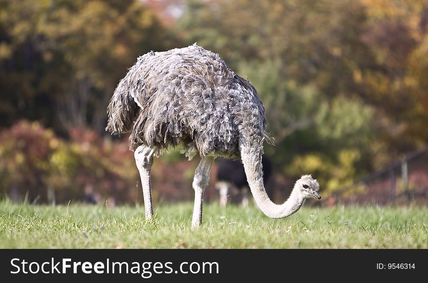Photo of the ostrich in a grass